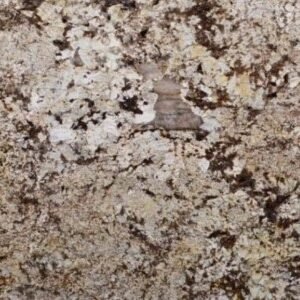Delicatus Gold (115x74 Avg59.09 sqft) SSC